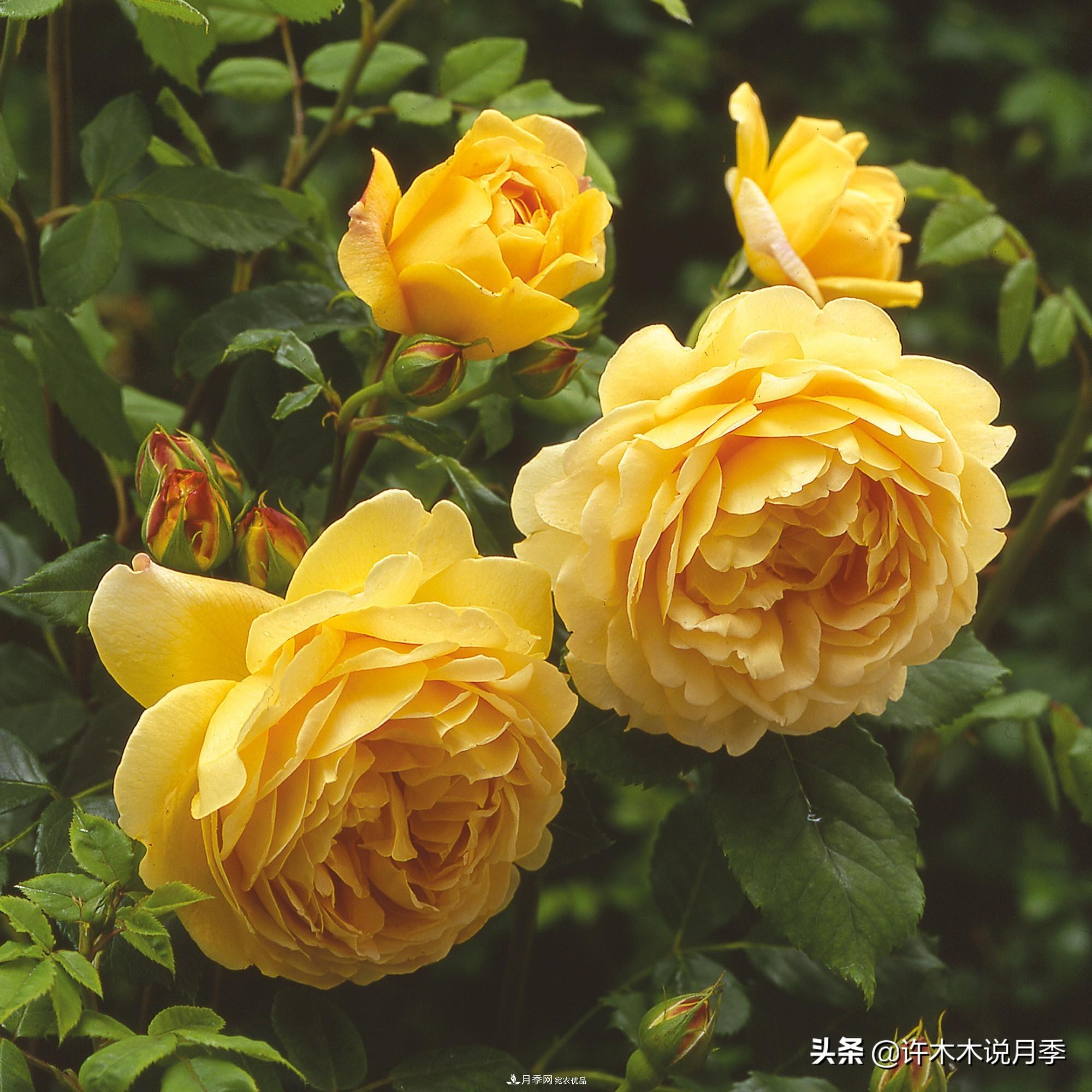 月季打頂是什么意思？教你正確打頂，苗更壯長(zhǎng)更快花更多(圖1)