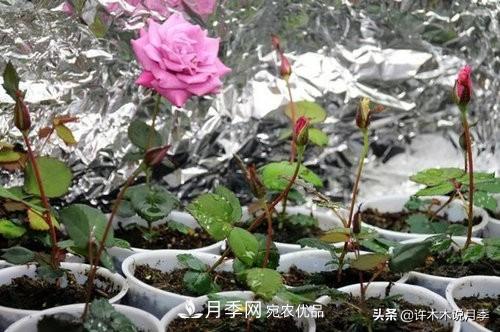 月季打頂是什么意思？教你正確打頂，苗更壯長(zhǎng)更快花更多(圖4)