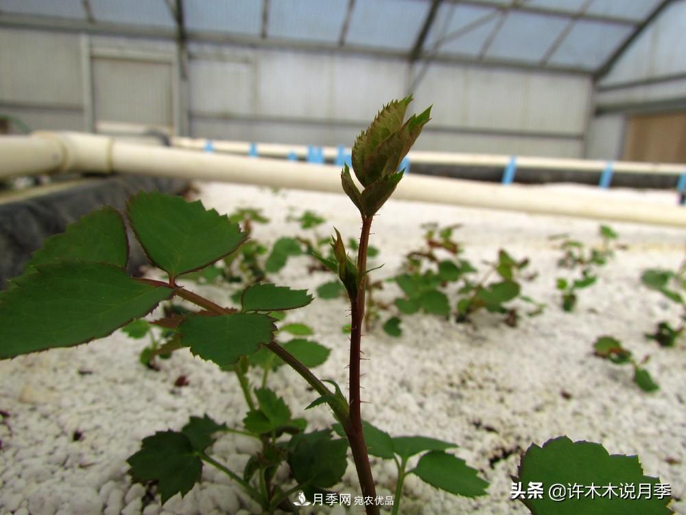 月季打頂是什么意思？教你正確打頂，苗更壯長(zhǎng)更快花更多(圖5)