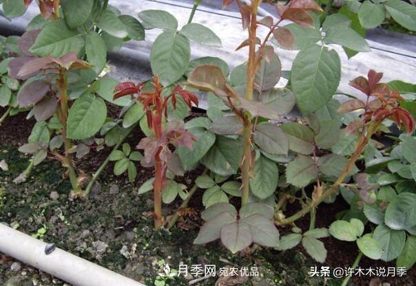 月季打頂是什么意思？教你正確打頂，苗更壯長(zhǎng)更快花更多(圖8)