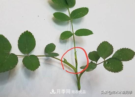 月季打頂是什么意思？教你正確打頂，苗更壯長(zhǎng)更快花更多(圖7)