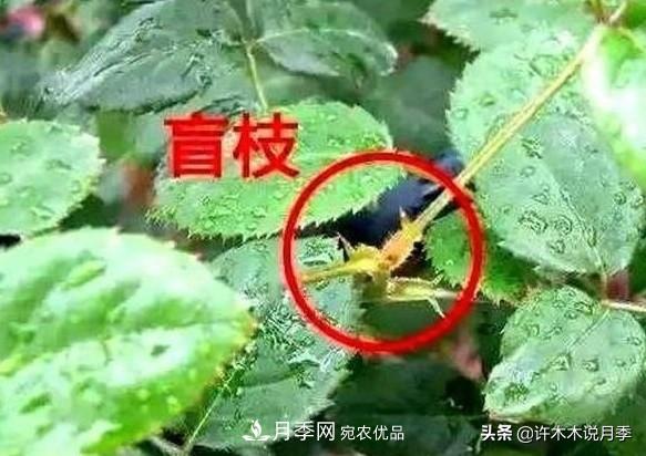 月季打頂是什么意思？教你正確打頂，苗更壯長(zhǎng)更快花更多(圖6)
