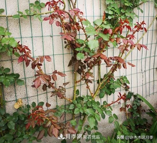 月季打頂是什么意思？教你正確打頂，苗更壯長(zhǎng)更快花更多(圖9)