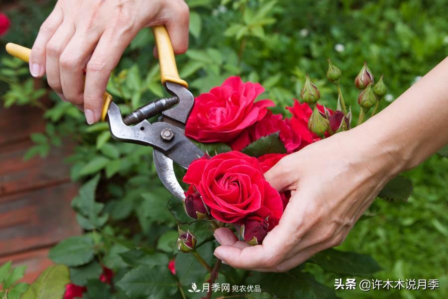 月季打頂是什么意思？教你正確打頂，苗更壯長(zhǎng)更快花更多(圖10)