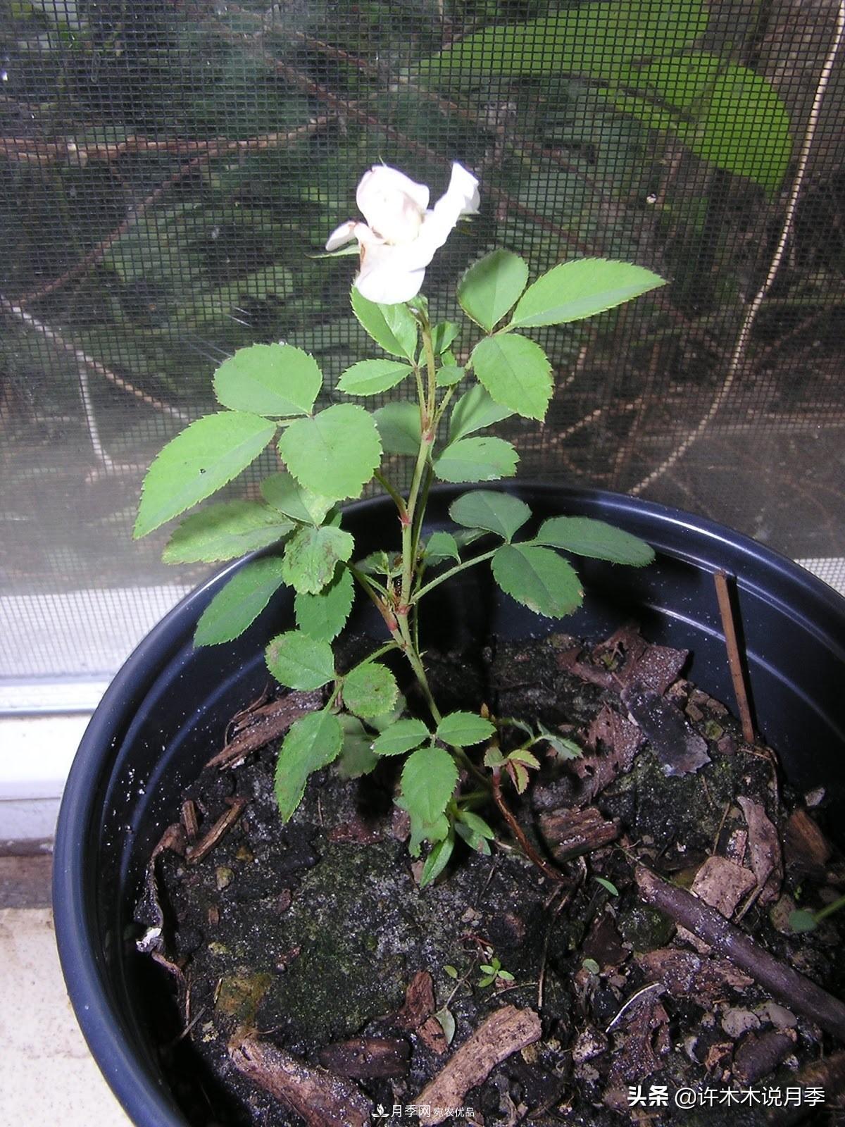 月季打頂是什么意思？教你正確打頂，苗更壯長(zhǎng)更快花更多(圖13)