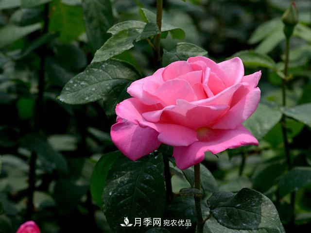 養(yǎng)月季，做好“4點”，月季花呼呼開，又多又大(圖1)