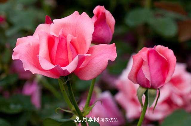 養(yǎng)月季，做好“4點”，月季花呼呼開，又多又大(圖2)