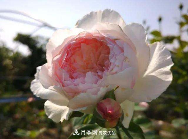 月季入秋修剪正當(dāng)時(shí)，2種株型3種剪法，月季秋剪不犯難！(圖1)