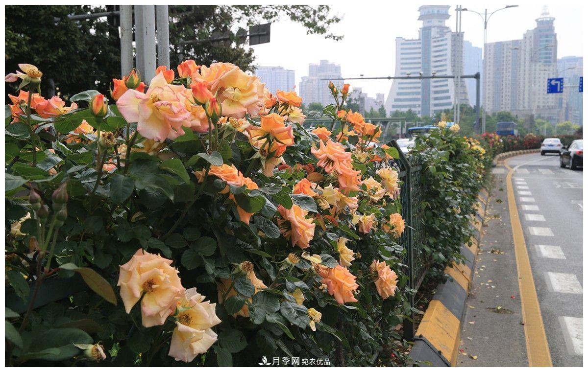 誰說月光族就不配養(yǎng)花？這20種月季花月薪3000也能養(yǎng)(圖1)