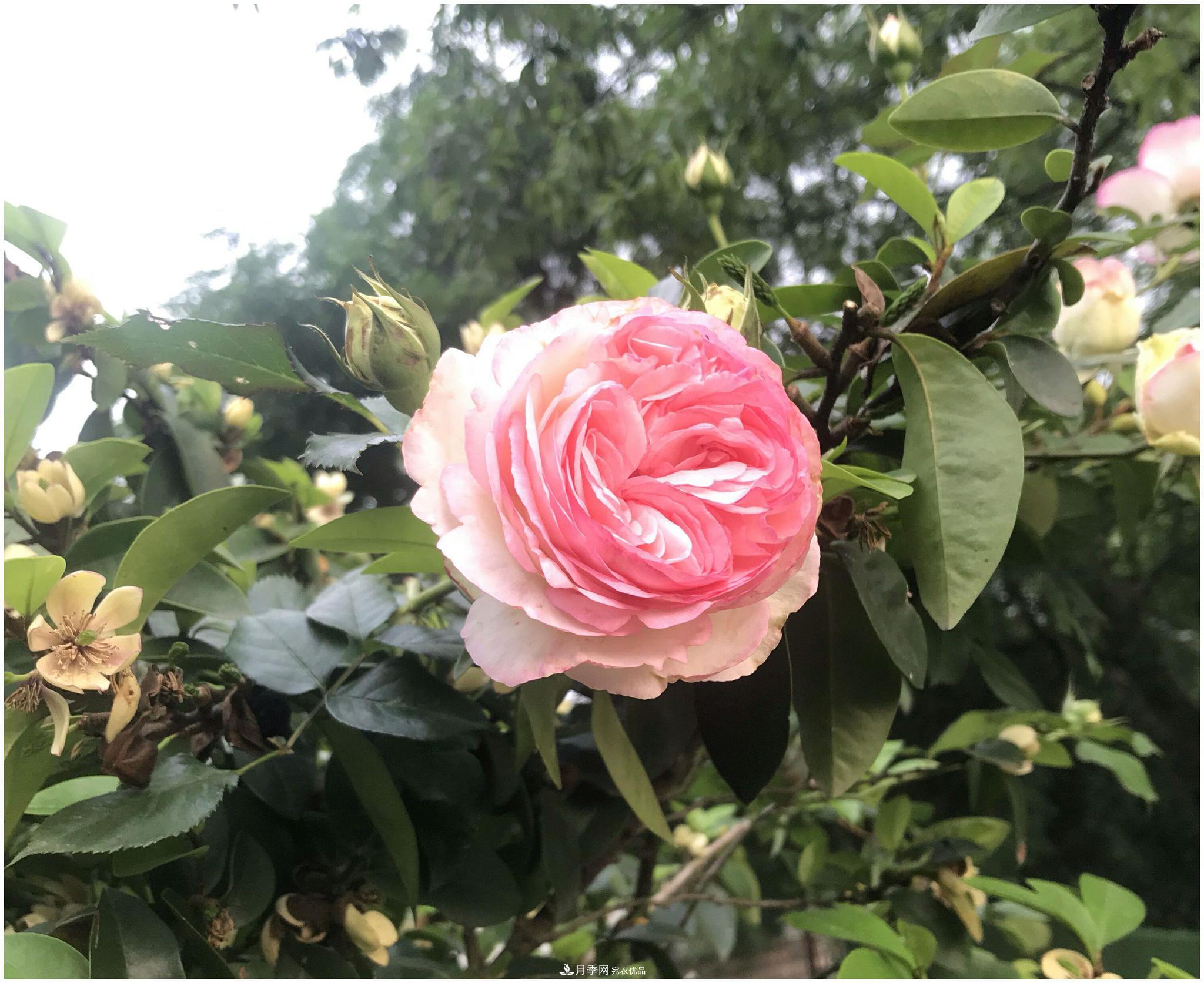 誰說月光族就不配養(yǎng)花？這20種月季花月薪3000也能養(yǎng)(圖2)
