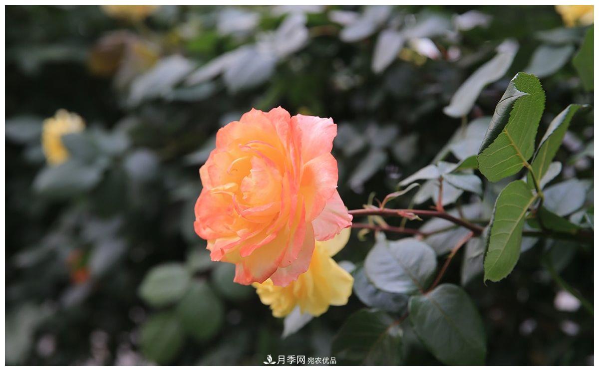 誰說月光族就不配養(yǎng)花？這20種月季花月薪3000也能養(yǎng)(圖4)
