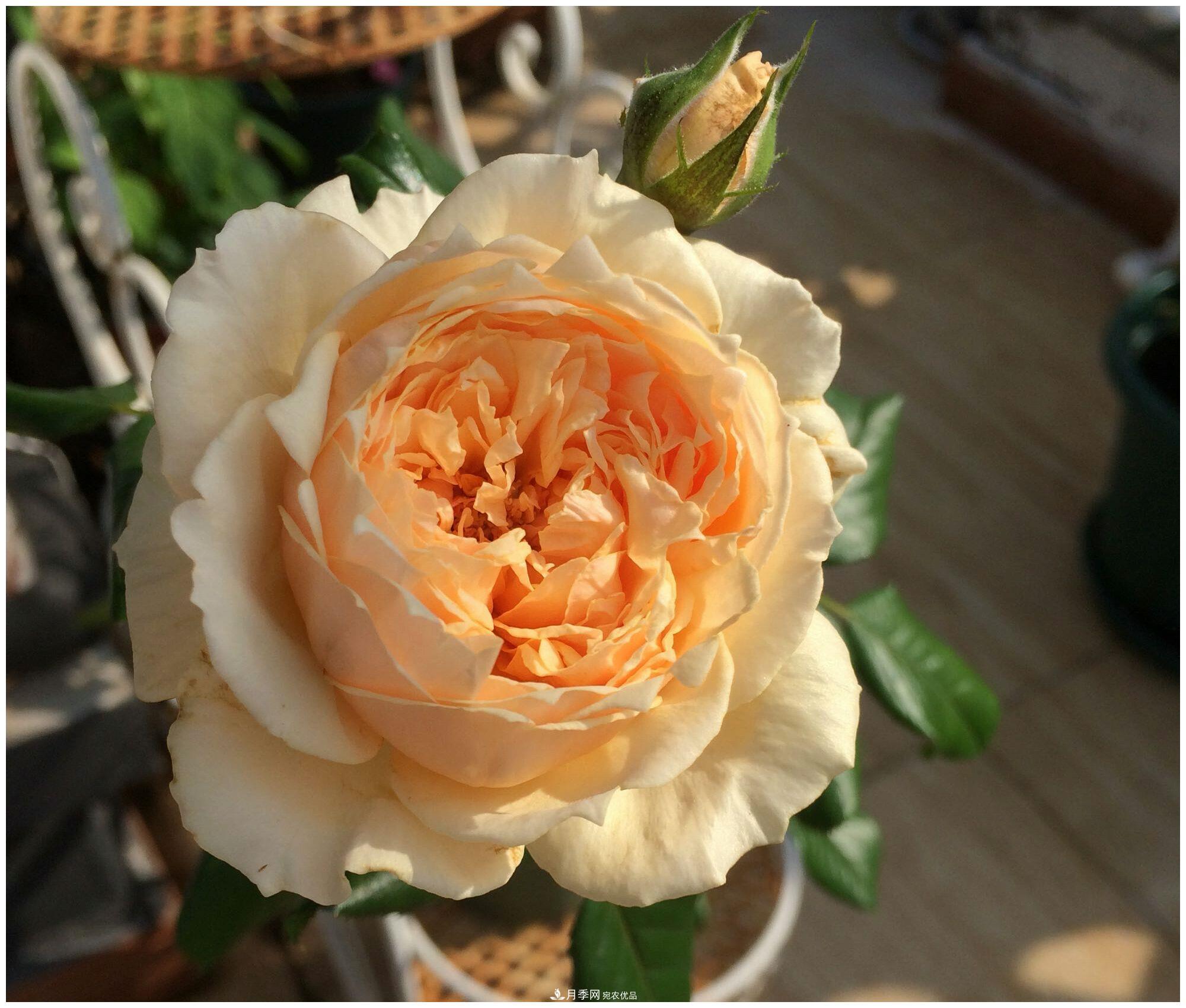誰說月光族就不配養(yǎng)花？這20種月季花月薪3000也能養(yǎng)(圖6)