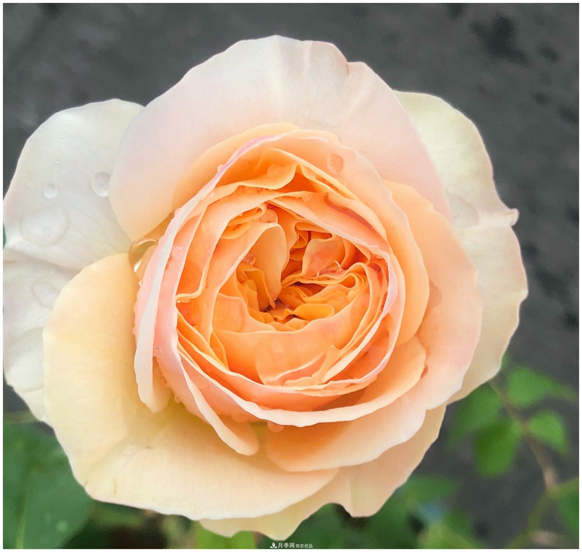 誰說月光族就不配養(yǎng)花？這20種月季花月薪3000也能養(yǎng)(圖5)