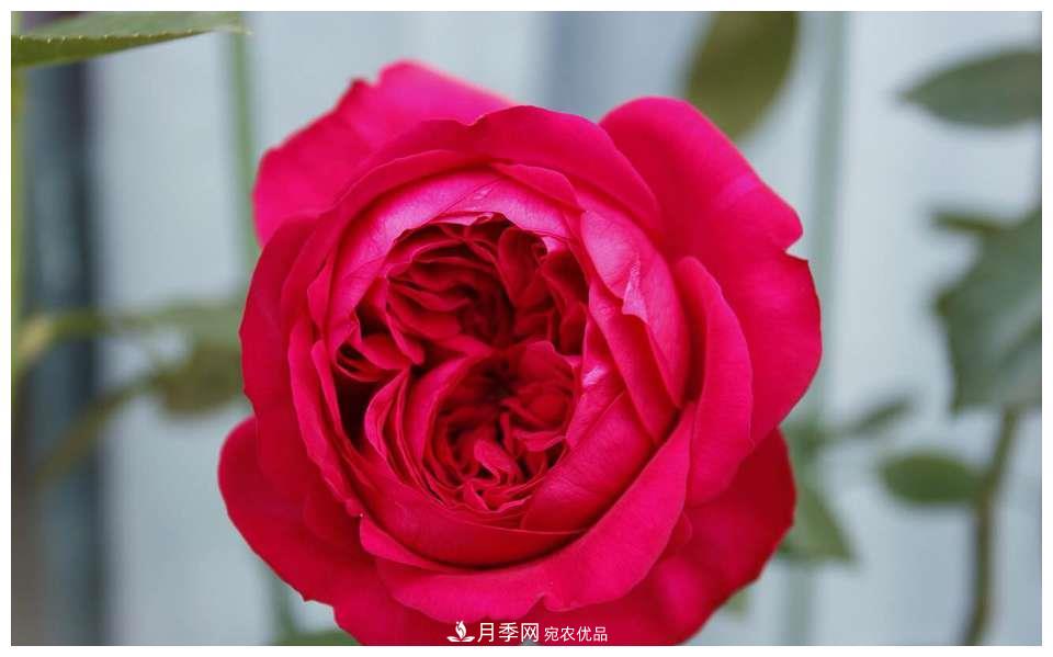 誰說月光族就不配養(yǎng)花？這20種月季花月薪3000也能養(yǎng)(圖8)