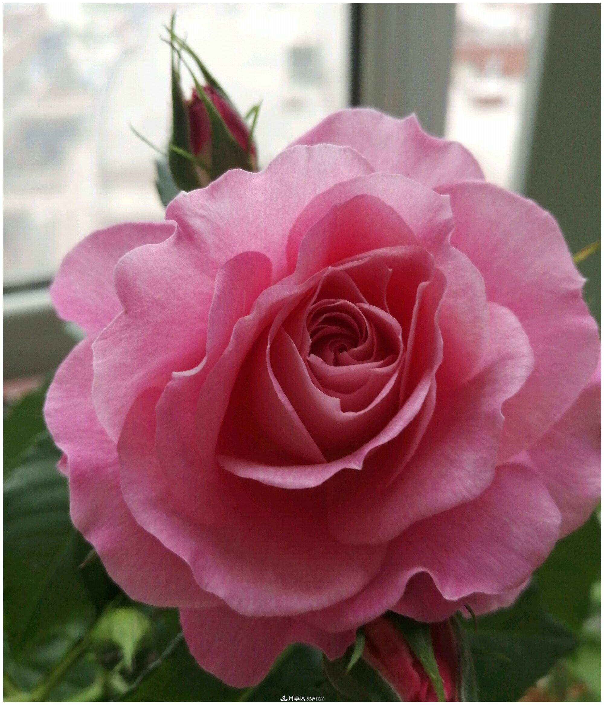 誰說月光族就不配養(yǎng)花？這20種月季花月薪3000也能養(yǎng)(圖9)