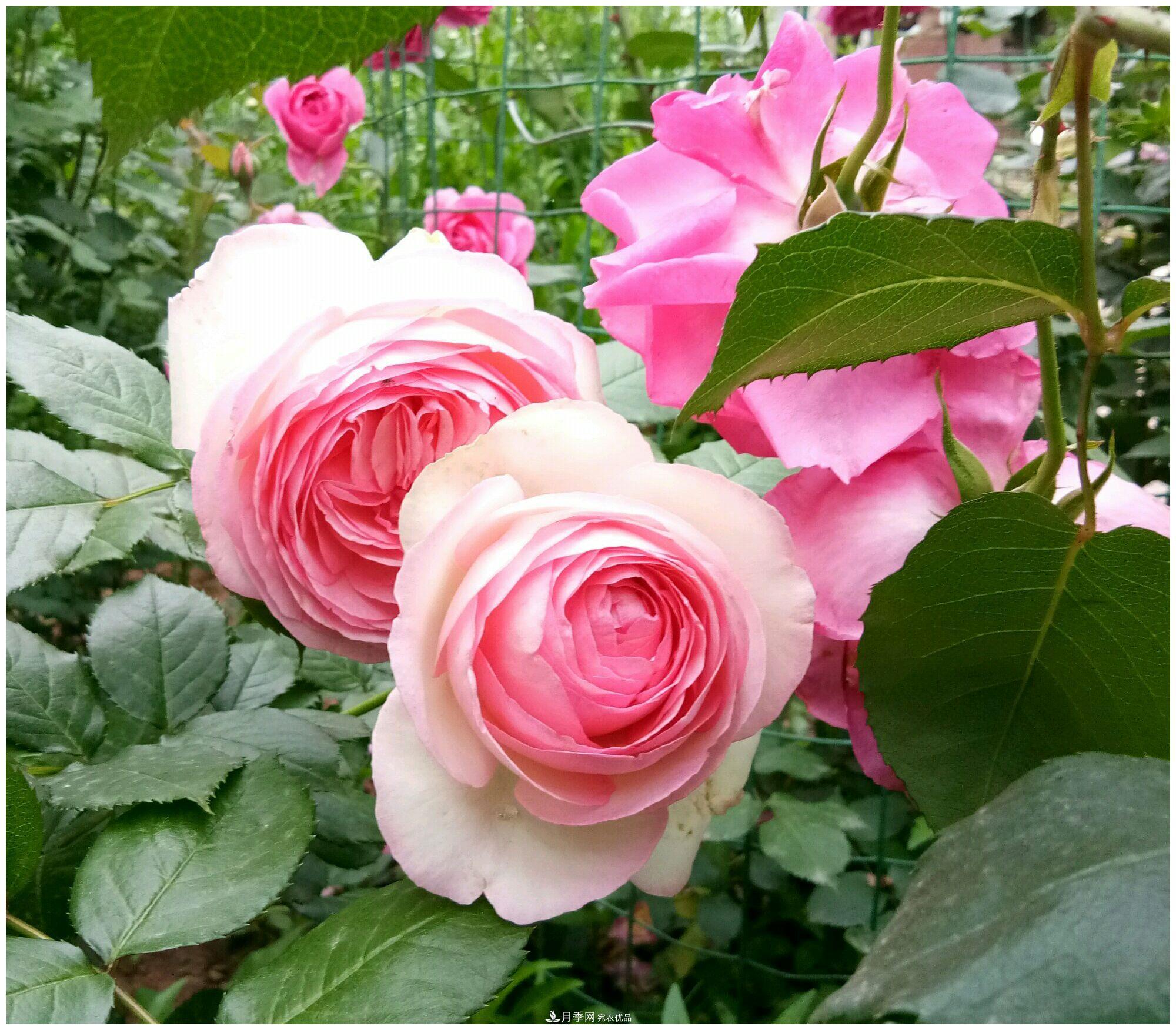 誰說月光族就不配養(yǎng)花？這20種月季花月薪3000也能養(yǎng)(圖10)