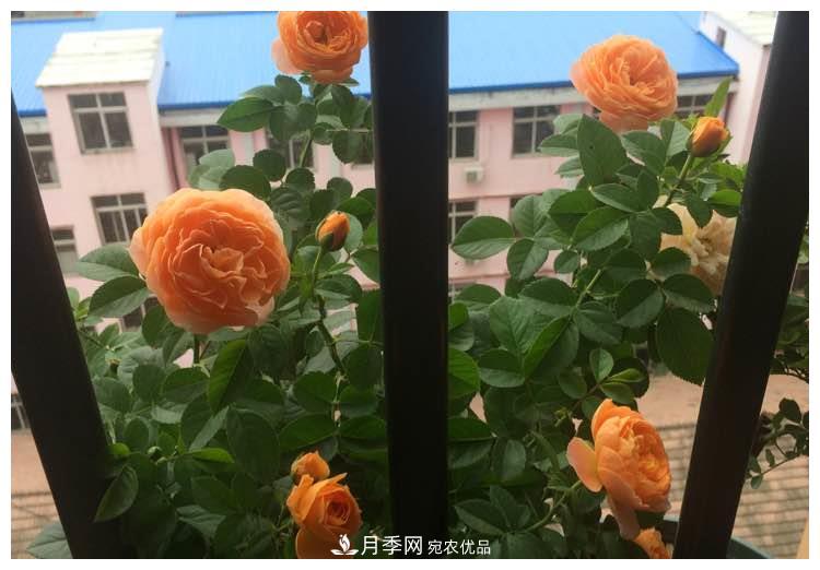誰說月光族就不配養(yǎng)花？這20種月季花月薪3000也能養(yǎng)(圖12)