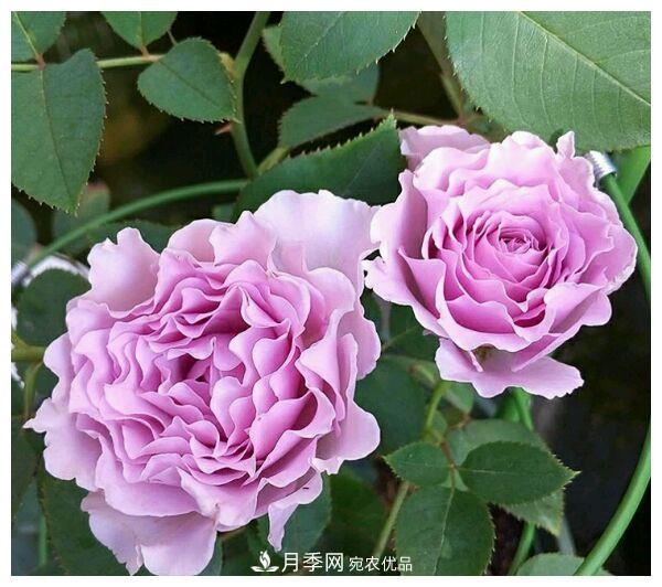 誰說月光族就不配養(yǎng)花？這20種月季花月薪3000也能養(yǎng)(圖11)