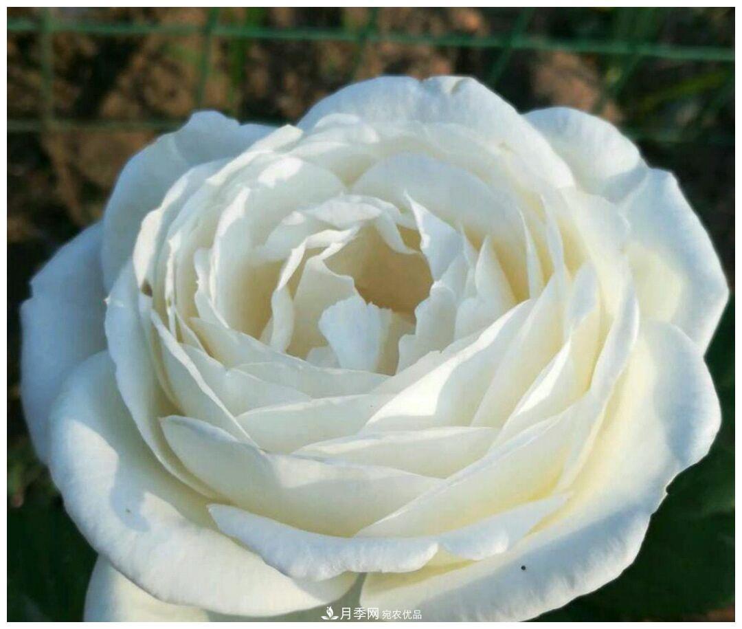 誰說月光族就不配養(yǎng)花？這20種月季花月薪3000也能養(yǎng)(圖17)