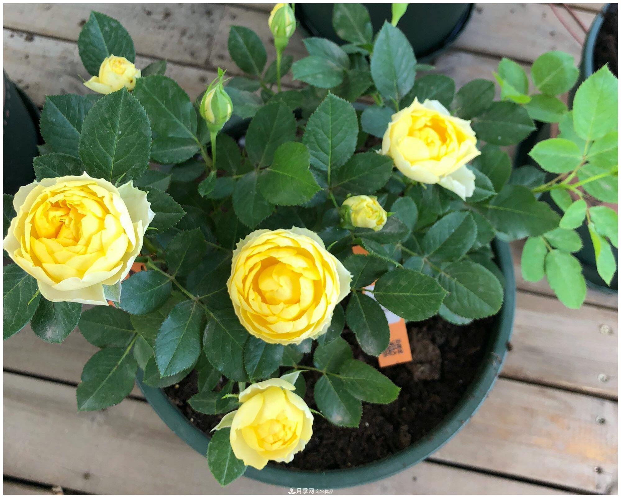 誰說月光族就不配養(yǎng)花？這20種月季花月薪3000也能養(yǎng)(圖14)