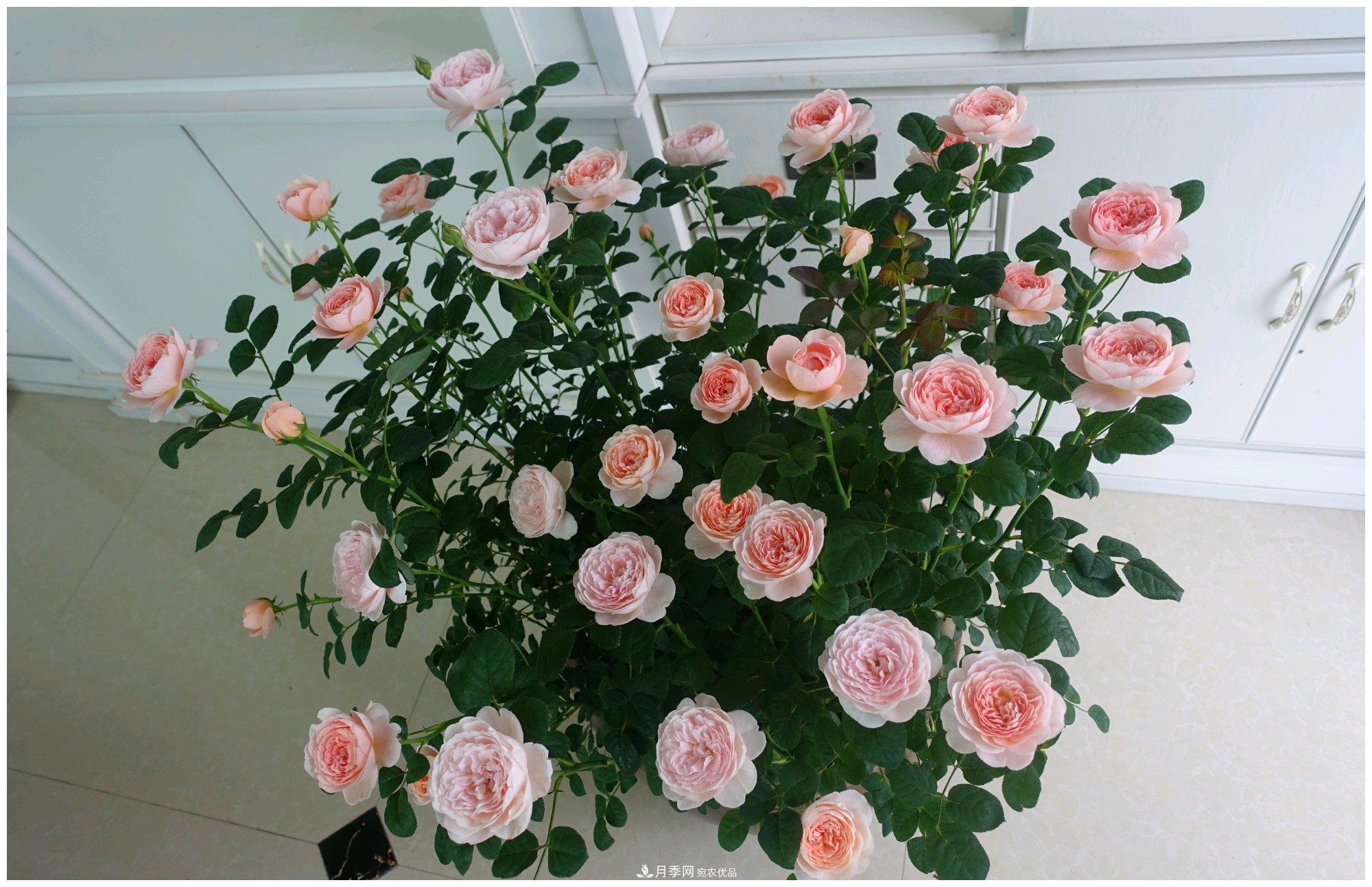 誰說月光族就不配養(yǎng)花？這20種月季花月薪3000也能養(yǎng)(圖15)