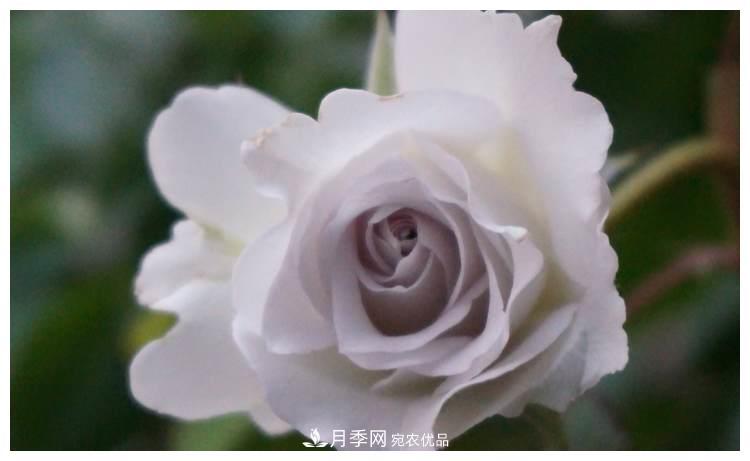 誰說月光族就不配養(yǎng)花？這20種月季花月薪3000也能養(yǎng)(圖16)