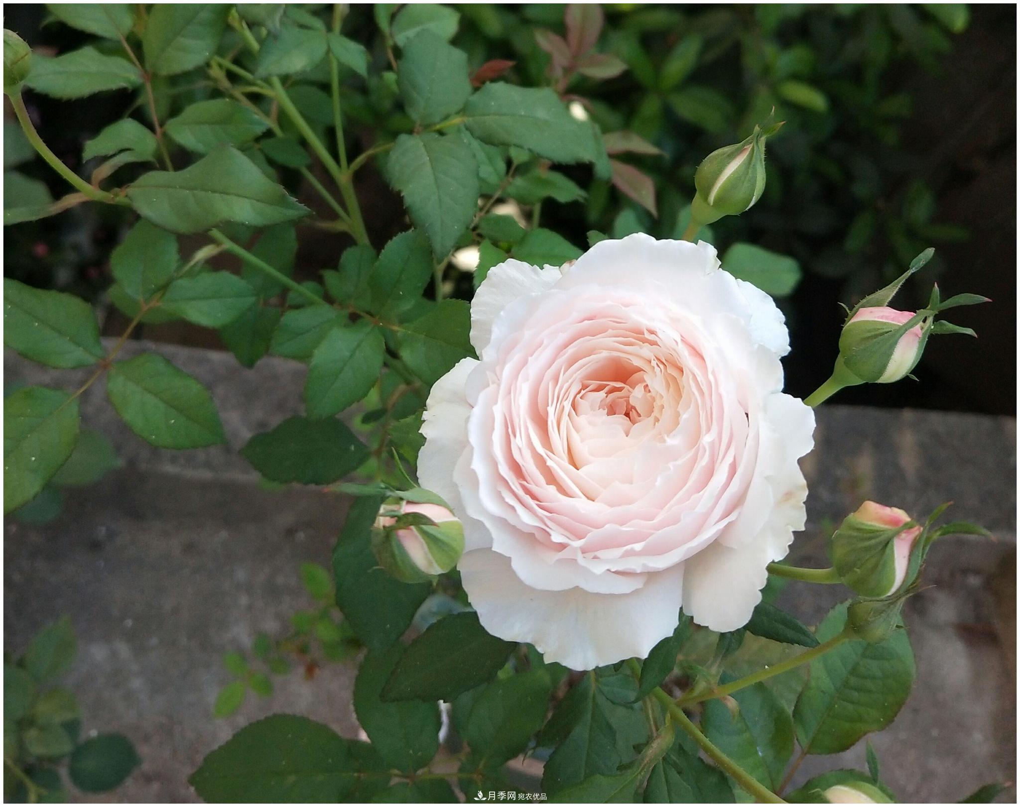 誰說月光族就不配養(yǎng)花？這20種月季花月薪3000也能養(yǎng)(圖20)