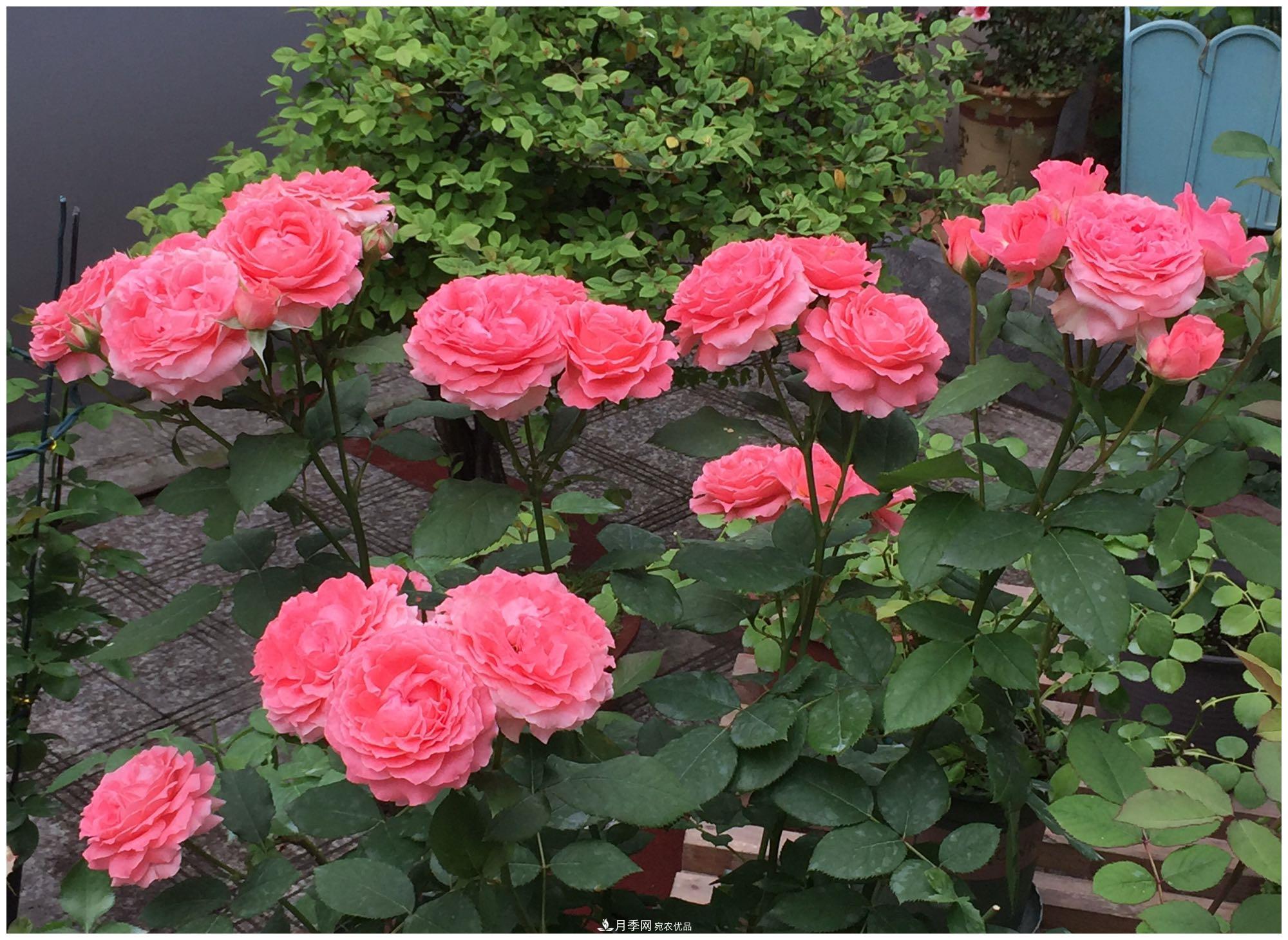 誰說月光族就不配養(yǎng)花？這20種月季花月薪3000也能養(yǎng)(圖22)