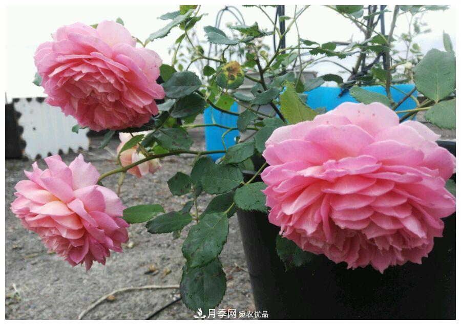 誰說月光族就不配養(yǎng)花？這20種月季花月薪3000也能養(yǎng)(圖24)