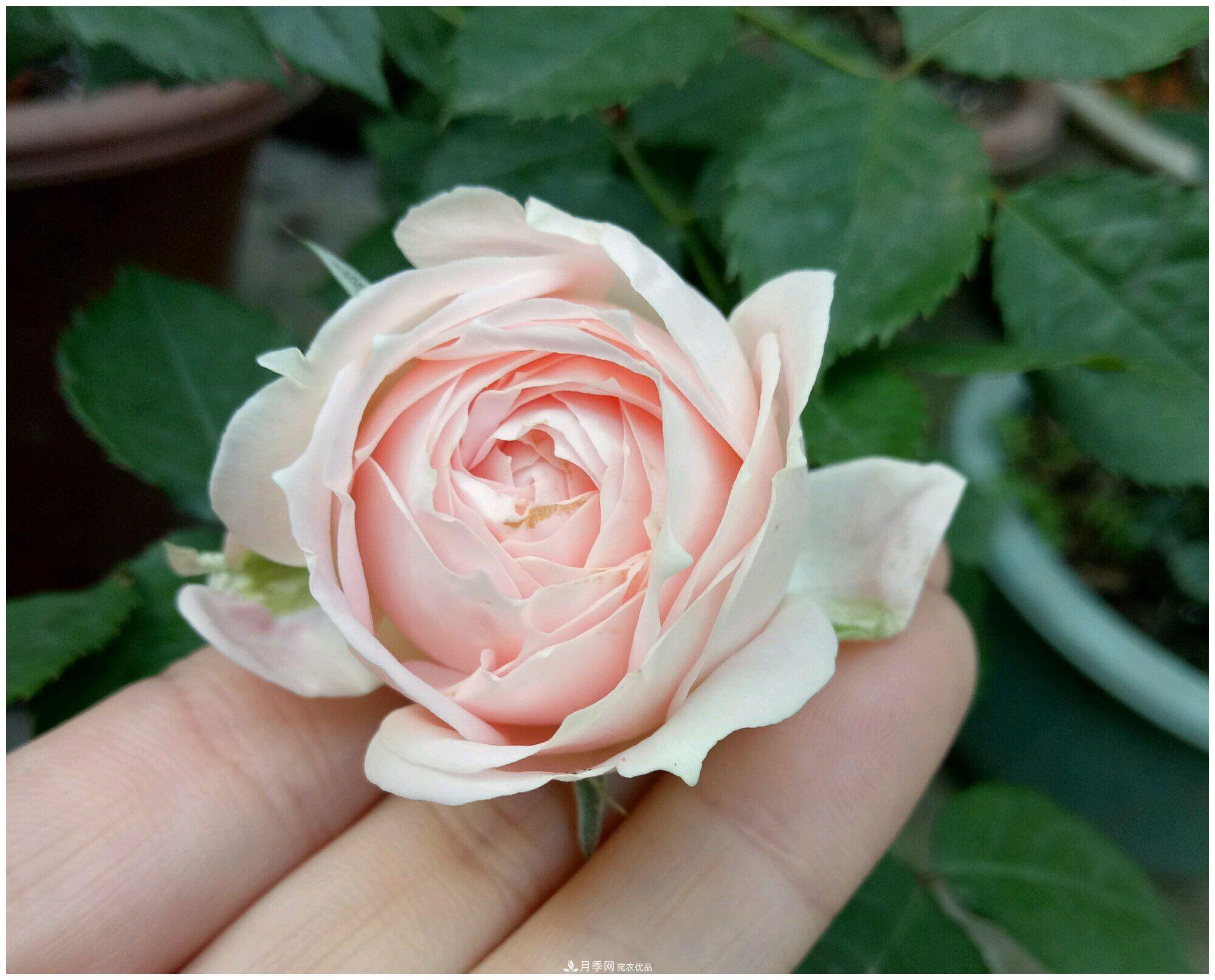 誰說月光族就不配養(yǎng)花？這20種月季花月薪3000也能養(yǎng)(圖23)