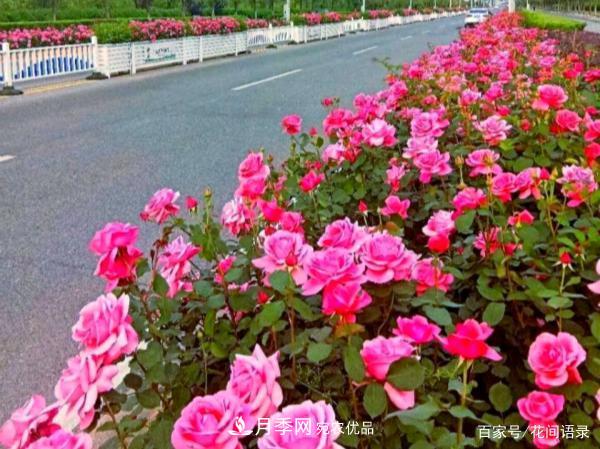 安徽銅陵公路旁種滿“高級(jí)月季”，大家說太漂亮，繞路也要去看花(圖1)