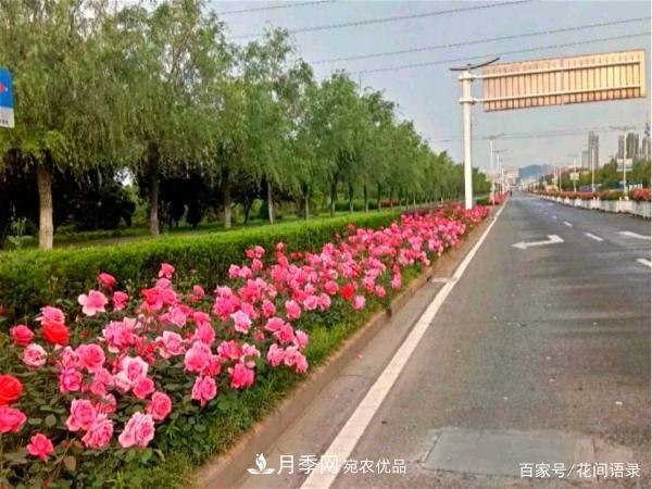 安徽銅陵公路旁種滿“高級(jí)月季”，大家說太漂亮，繞路也要去看花(圖5)