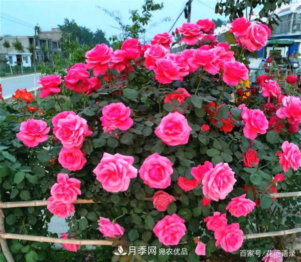 安徽銅陵公路旁種滿“高級(jí)月季”，大家說太漂亮，繞路也要去看花(圖3)
