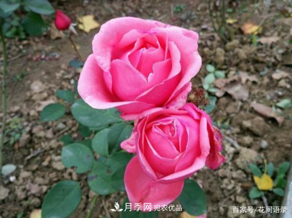 安徽銅陵公路旁種滿“高級(jí)月季”，大家說太漂亮，繞路也要去看花(圖4)