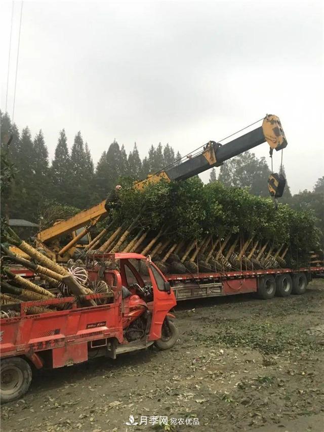 先抑后揚(yáng)，上半年四川溫江的花木賣了12億(圖1)