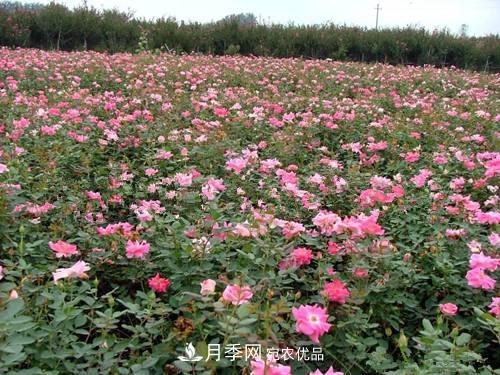 影響南陽(yáng)豐花月季生長(zhǎng)的因素有哪些？(圖1)