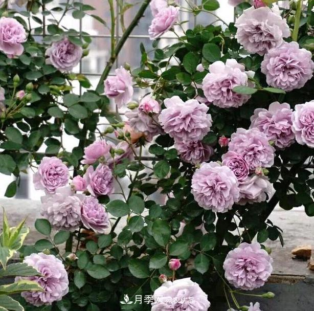 盆栽藤本月季花，該怎么延長花期、提高開花量？做到5點就夠了(圖1)