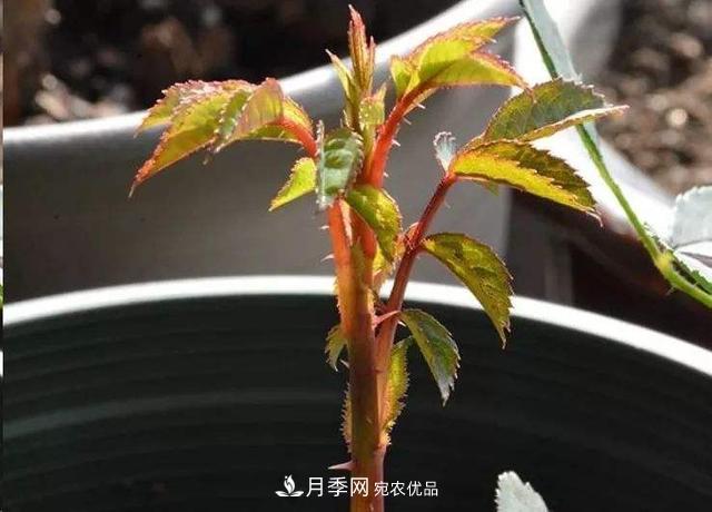 月季總黃葉？避開這“三個(gè)誤區(qū)”，15天憋出一圈筍芽，花開小半年(圖3)
