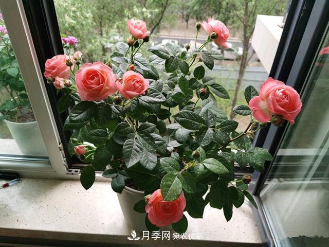 月季總黃葉？避開這“三個(gè)誤區(qū)”，15天憋出一圈筍芽，花開小半年(圖2)