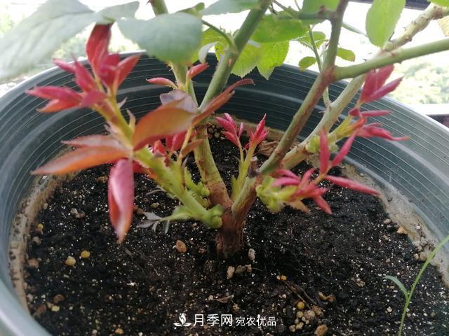 月季總黃葉？避開這“三個(gè)誤區(qū)”，15天憋出一圈筍芽，花開小半年(圖4)