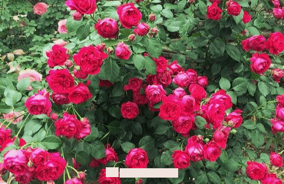 月季花愛長個開花多，養(yǎng)上2-3年就成“花墻”，值得擁有(圖3)