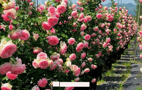 月季花愛長個開花多，養(yǎng)上2-3年就成“花墻”，值得擁有(圖2)