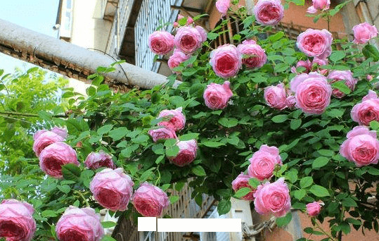 月季花愛長個開花多，養(yǎng)上2-3年就成“花墻”，值得擁有(圖6)