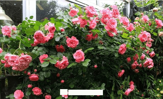 月季花愛長個開花多，養(yǎng)上2-3年就成“花墻”，值得擁有(圖5)