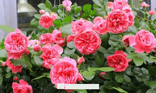 月季花愛長個開花多，養(yǎng)上2-3年就成“花墻”，值得擁有(圖4)