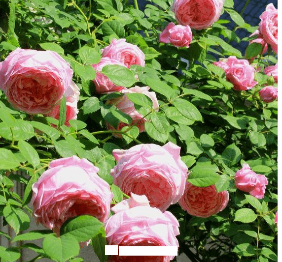 月季花愛長個開花多，養(yǎng)上2-3年就成“花墻”，值得擁有(圖8)