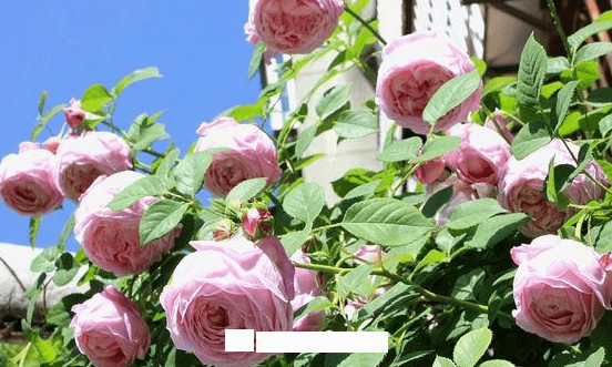月季花愛長個開花多，養(yǎng)上2-3年就成“花墻”，值得擁有(圖7)