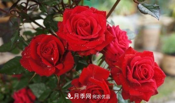 養(yǎng)月季，澆水很關(guān)鍵，學(xué)會(huì)這2個(gè)“竅門”，枝繁葉茂花滿枝(圖1)