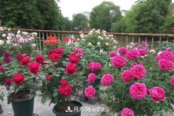 養(yǎng)月季，澆水很關(guān)鍵，學(xué)會(huì)這2個(gè)“竅門”，枝繁葉茂花滿枝(圖4)