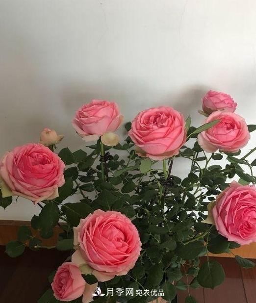 養(yǎng)月季，澆水很關(guān)鍵，學(xué)會(huì)這2個(gè)“竅門”，枝繁葉茂花滿枝(圖2)